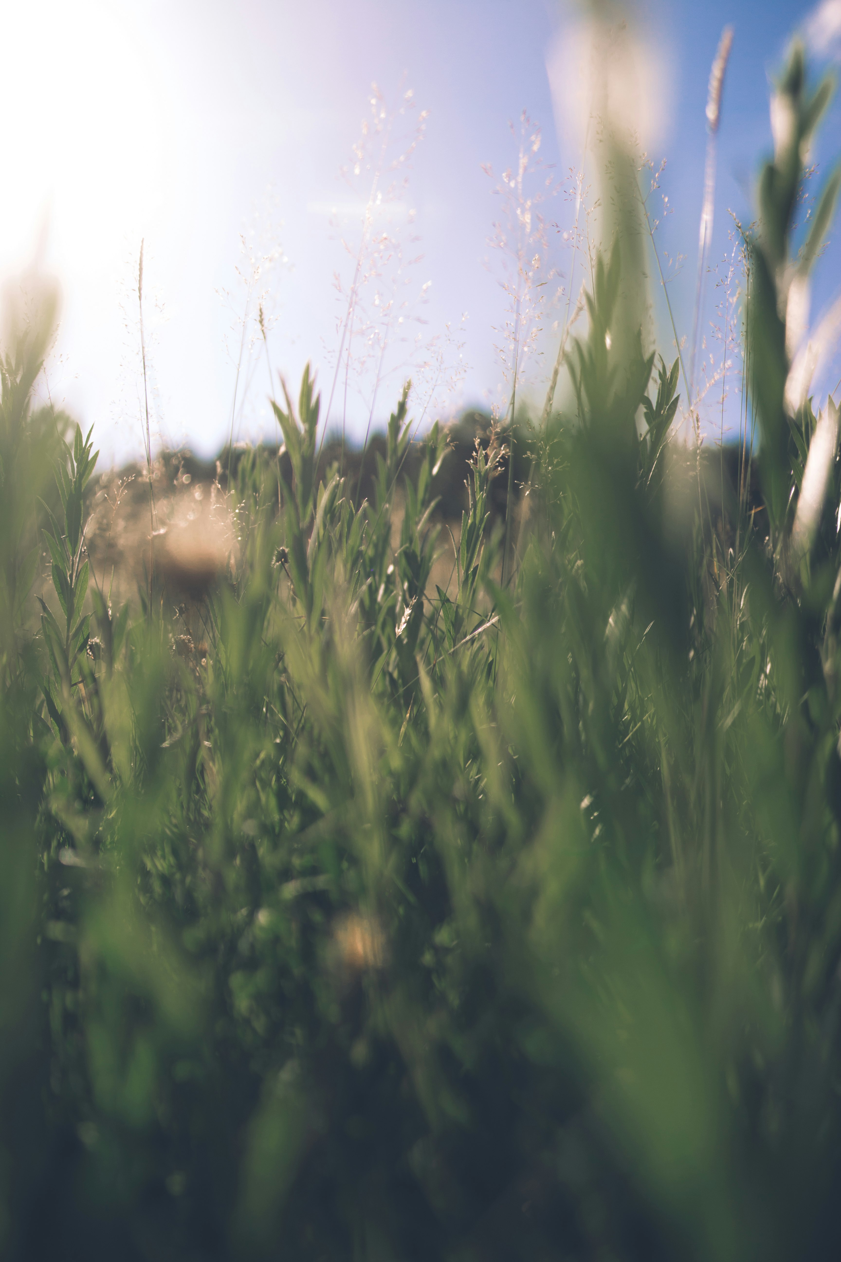 green grass field during daytime